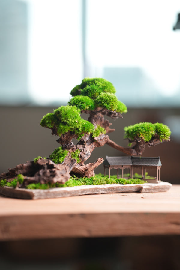 Greenwood - A Path in the East (Preserved Plants)