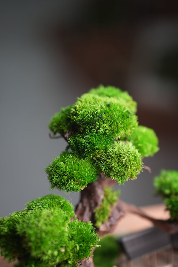 Greenwood - A Path in the East (Preserved Plants)