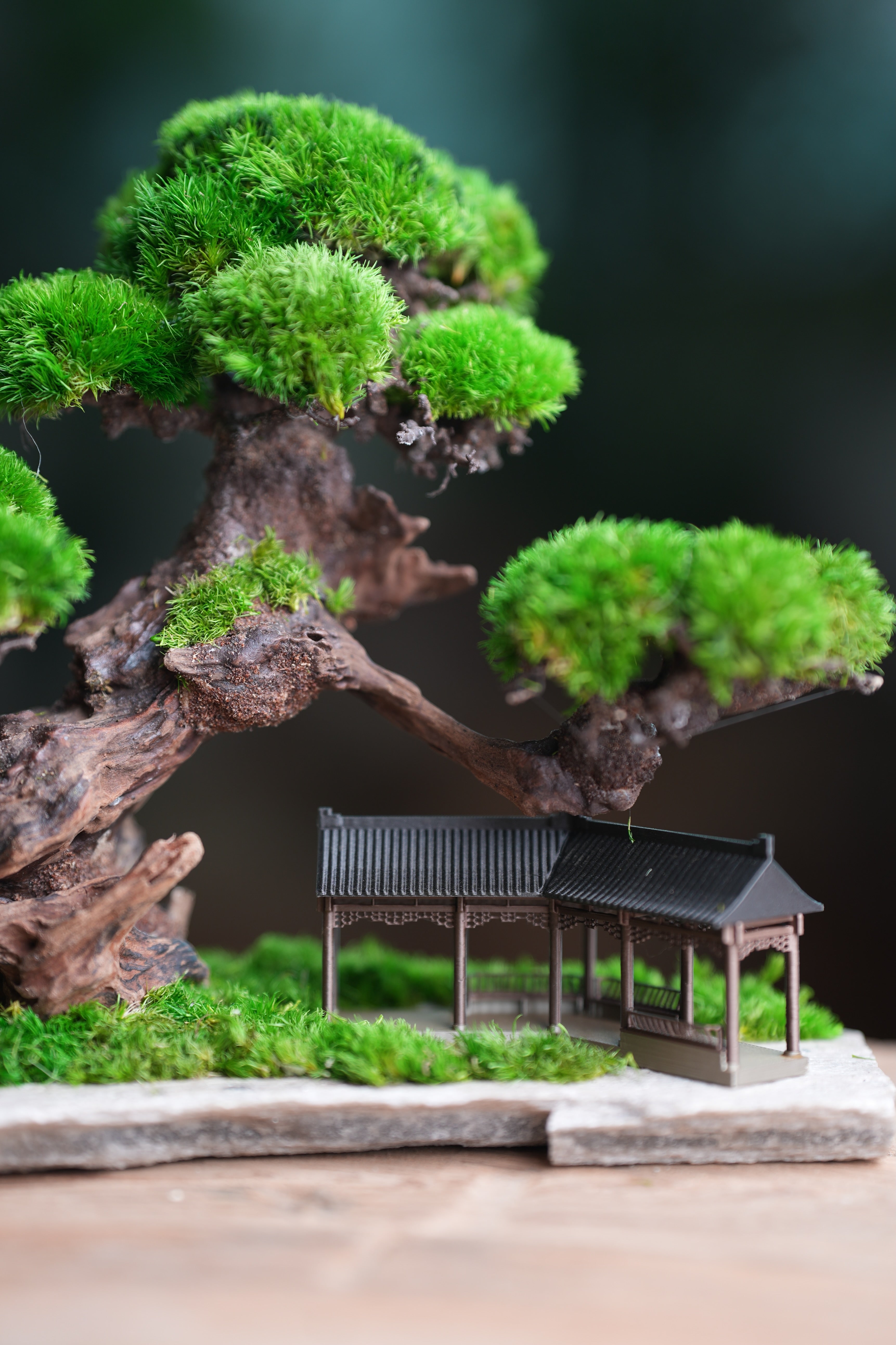 Greenwood - A Path in the East (Preserved Plants)