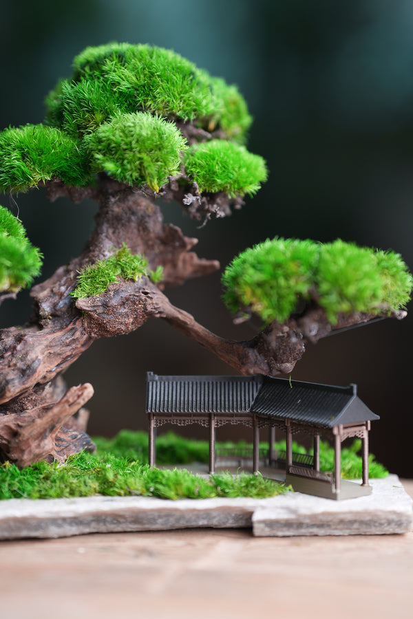 Greenwood - A Path in the East (Preserved Plants)