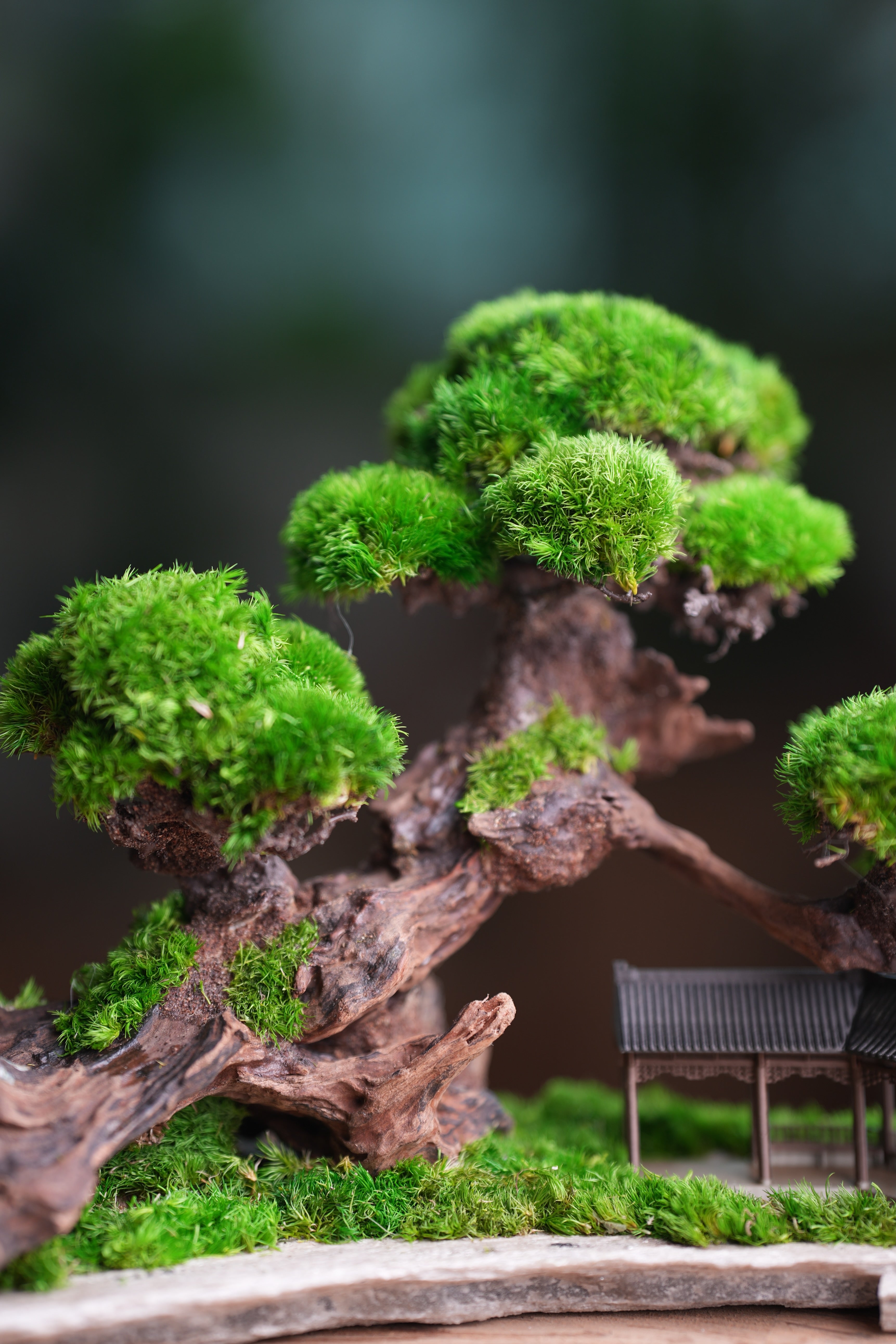 Greenwood - A Path in the East (Preserved Plants)