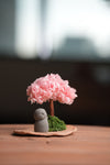 A Small Tree in the East - Sakura - Journeyman (Preserved Plants)