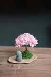 A Small Tree in the East - Sakura - Journeyman (Preserved Plants)