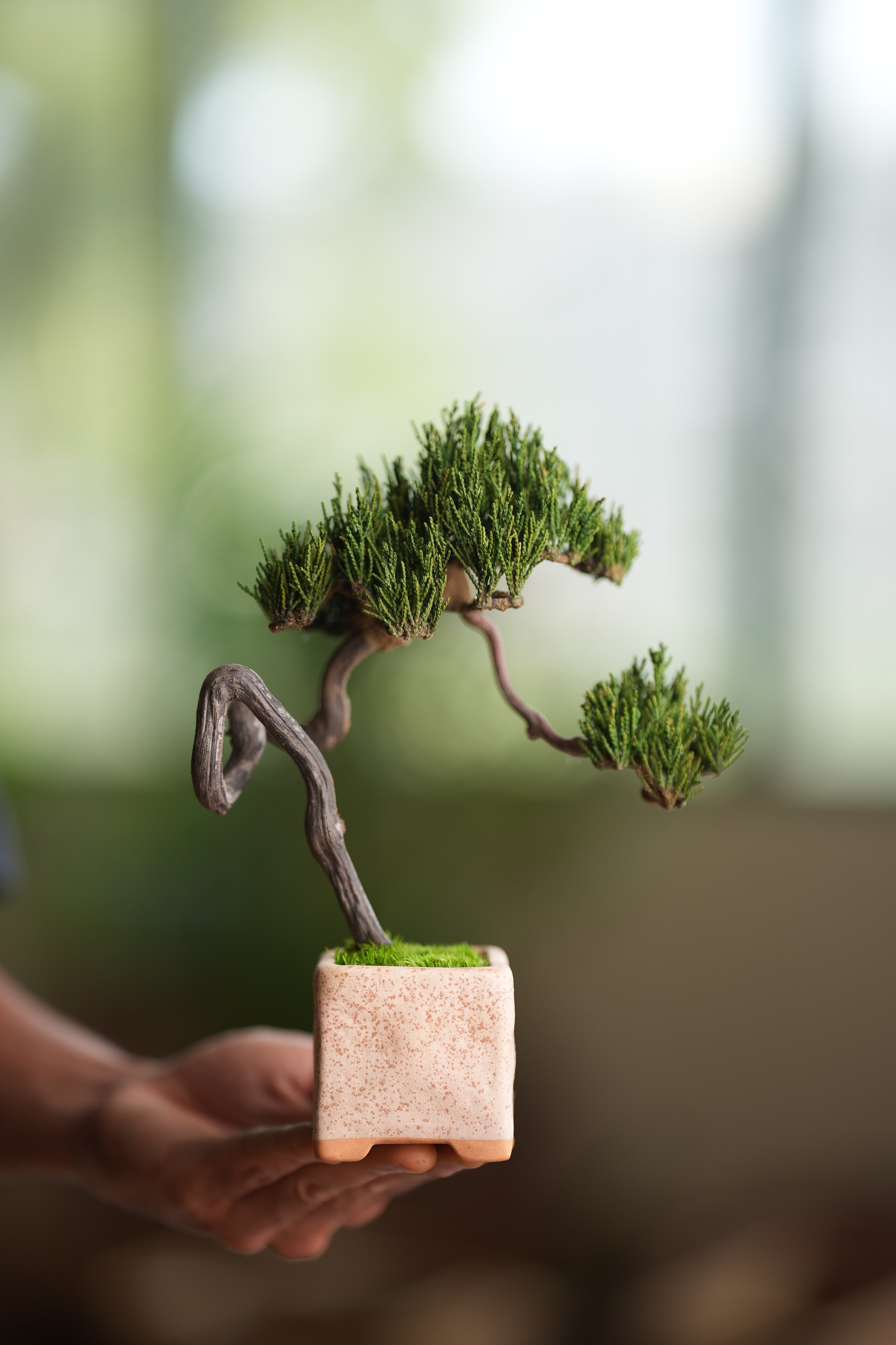 Poet of the Forest - Rosewood of the Cultured Garden (Preserved Plants)