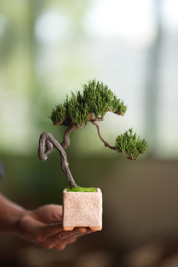 Poet of the Forest - Rosewood of the Cultured Garden (Preserved Plants)