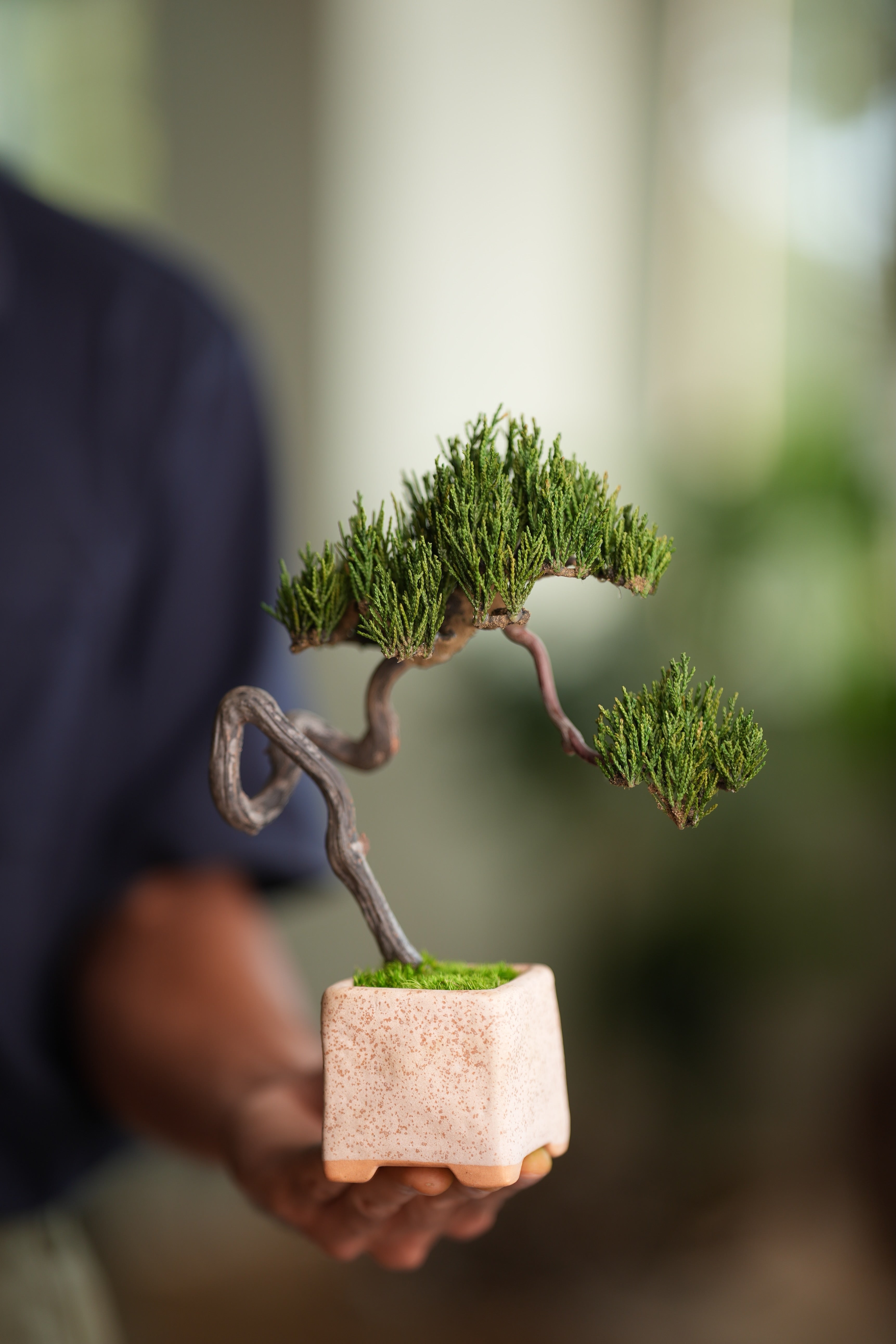 Poet of the Forest - Rosewood of the Cultured Garden (Preserved Plants)