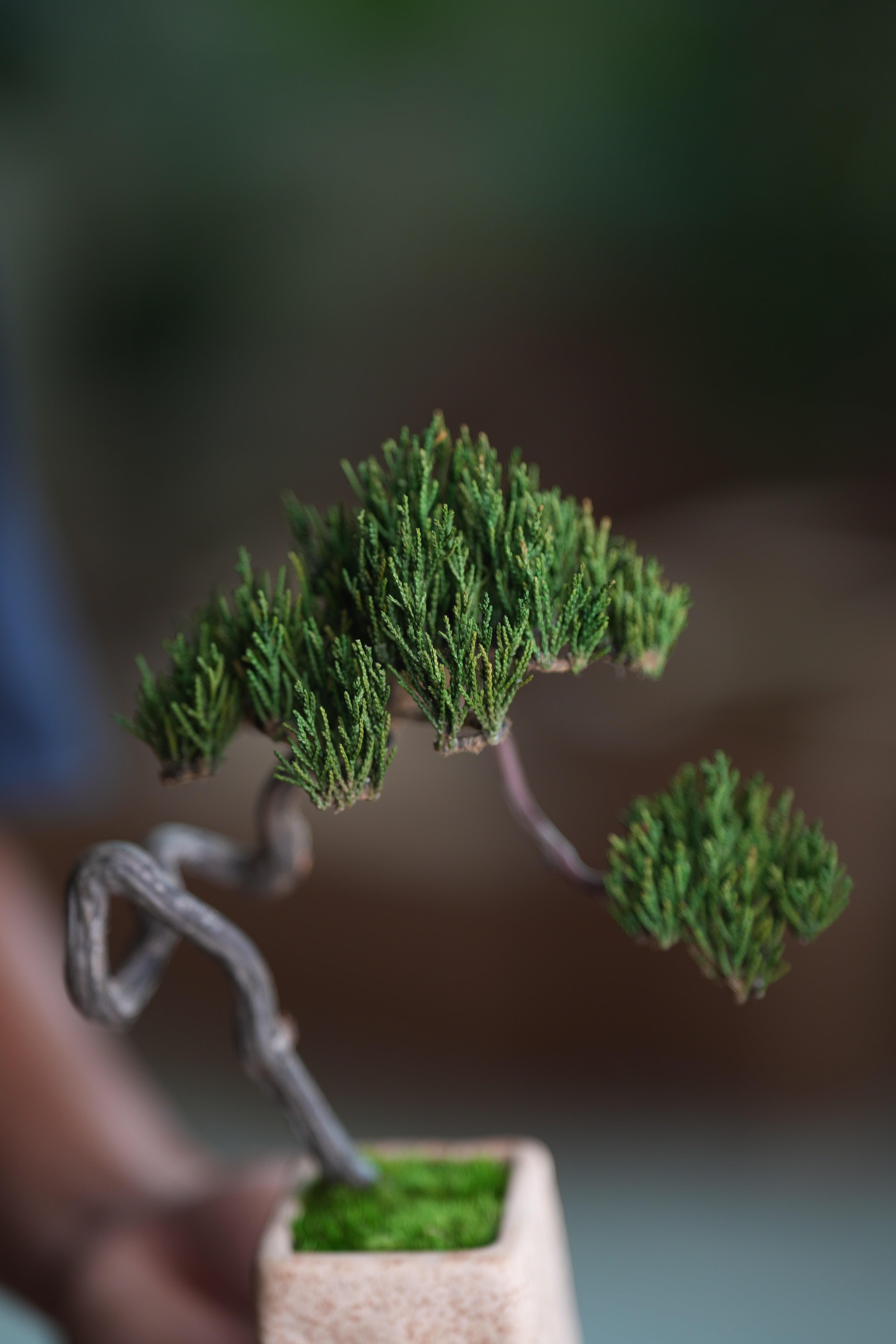 Poet of the Forest - Rosewood of the Cultured Garden (Preserved Plants)