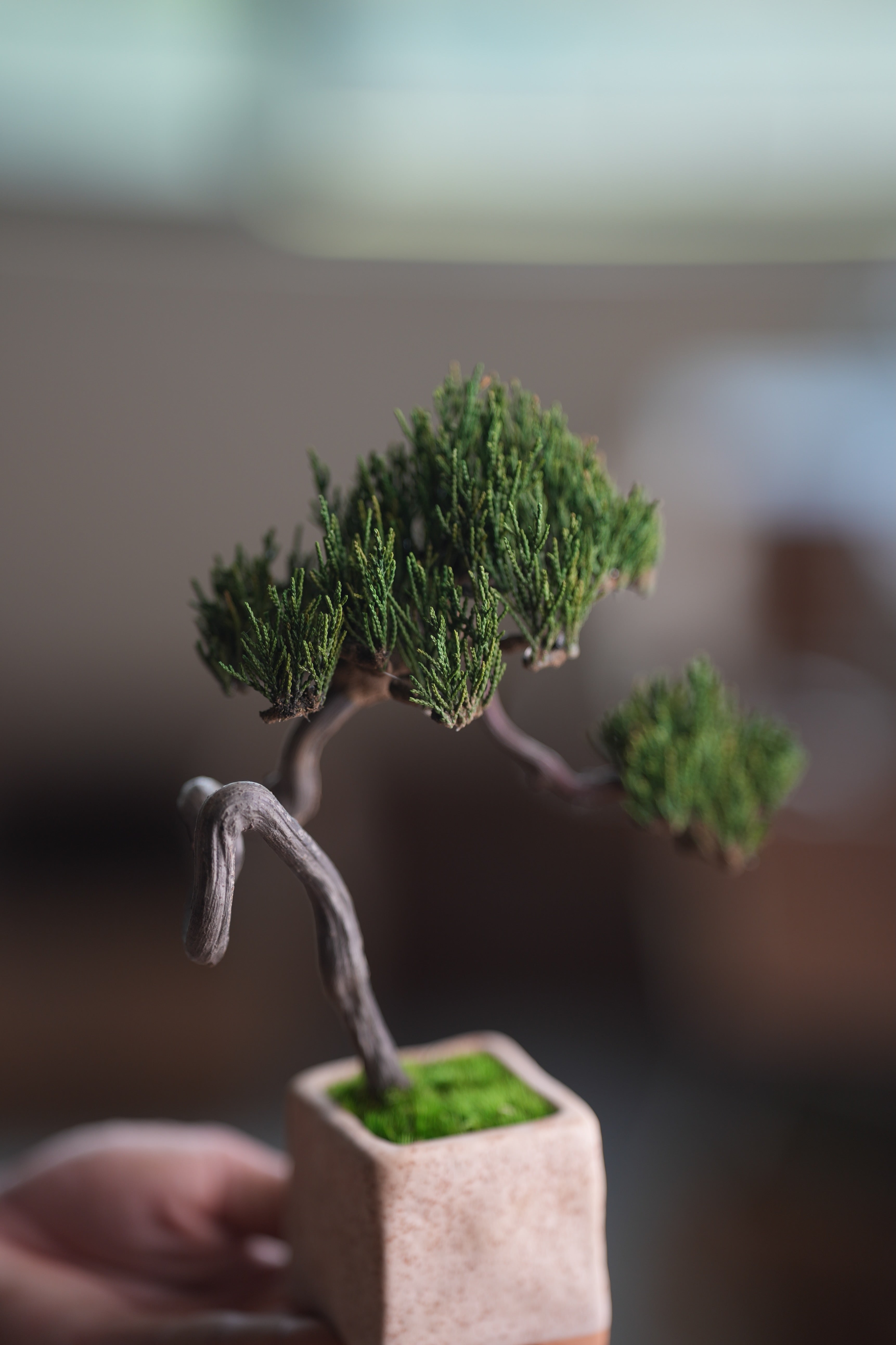 Poet of the Forest - Rosewood of the Cultured Garden (Preserved Plants)