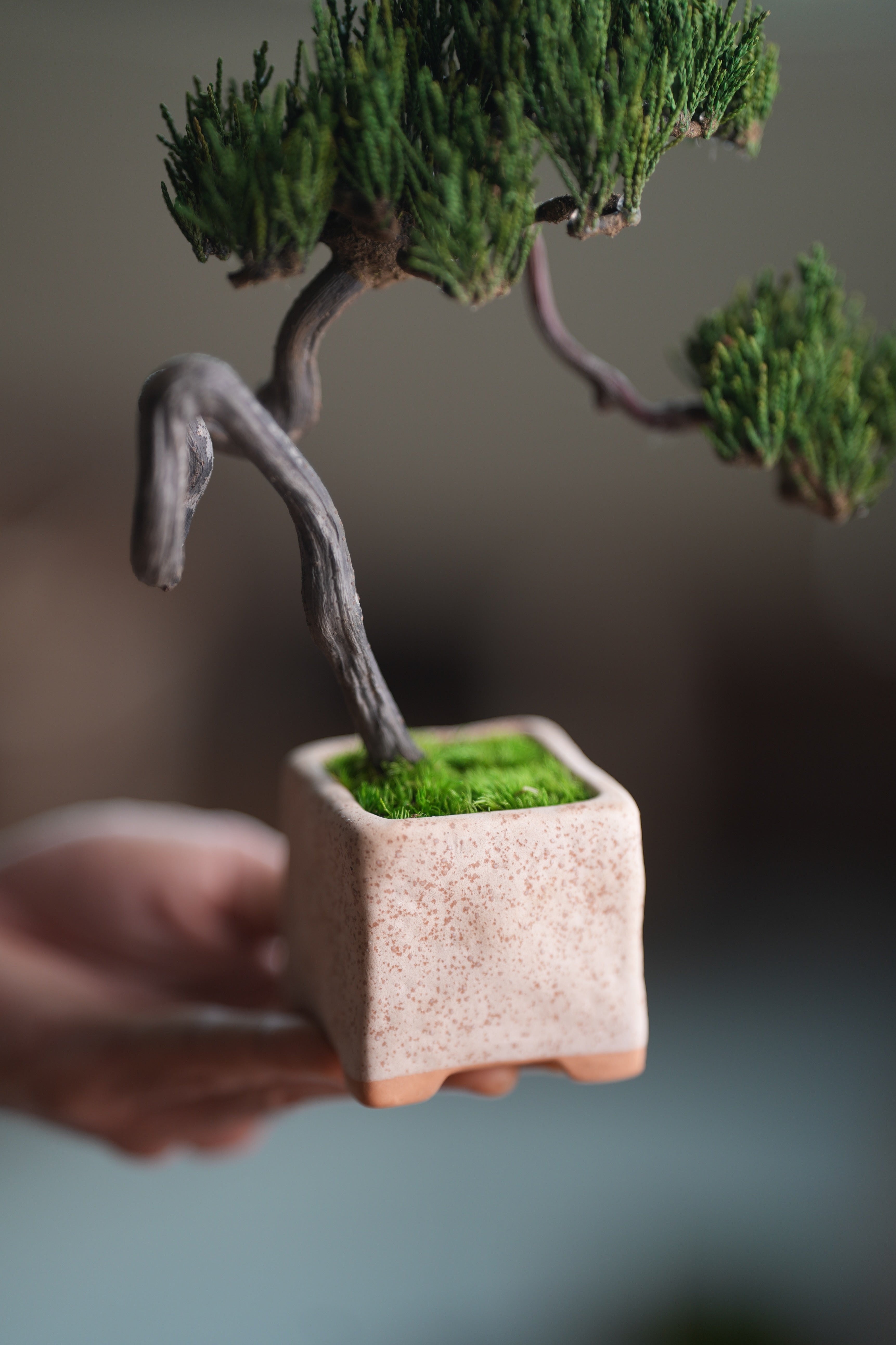 Poet of the Forest - Rosewood of the Cultured Garden (Preserved Plants)