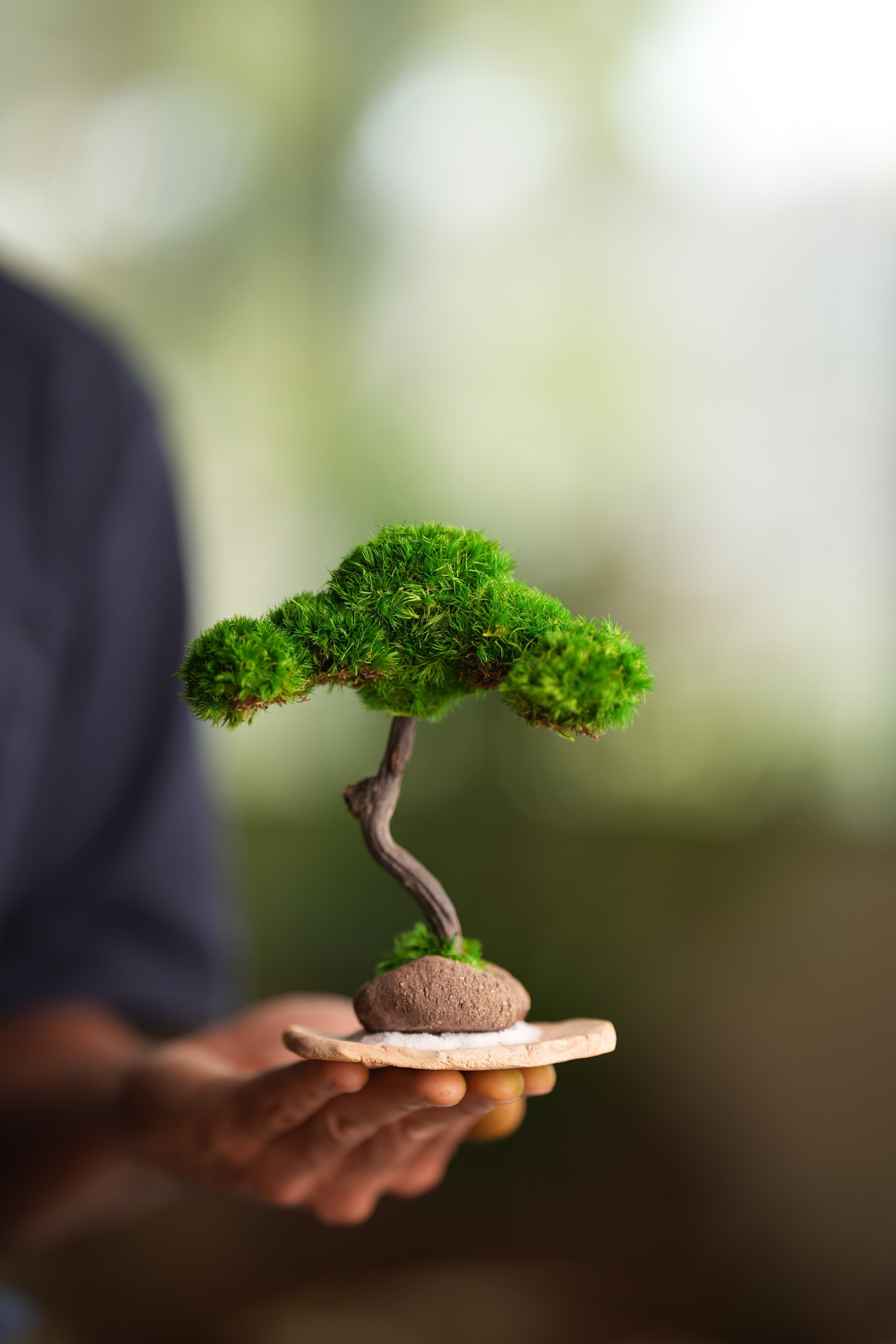 A Small Tree in the East - Classics (Preserved Plants)