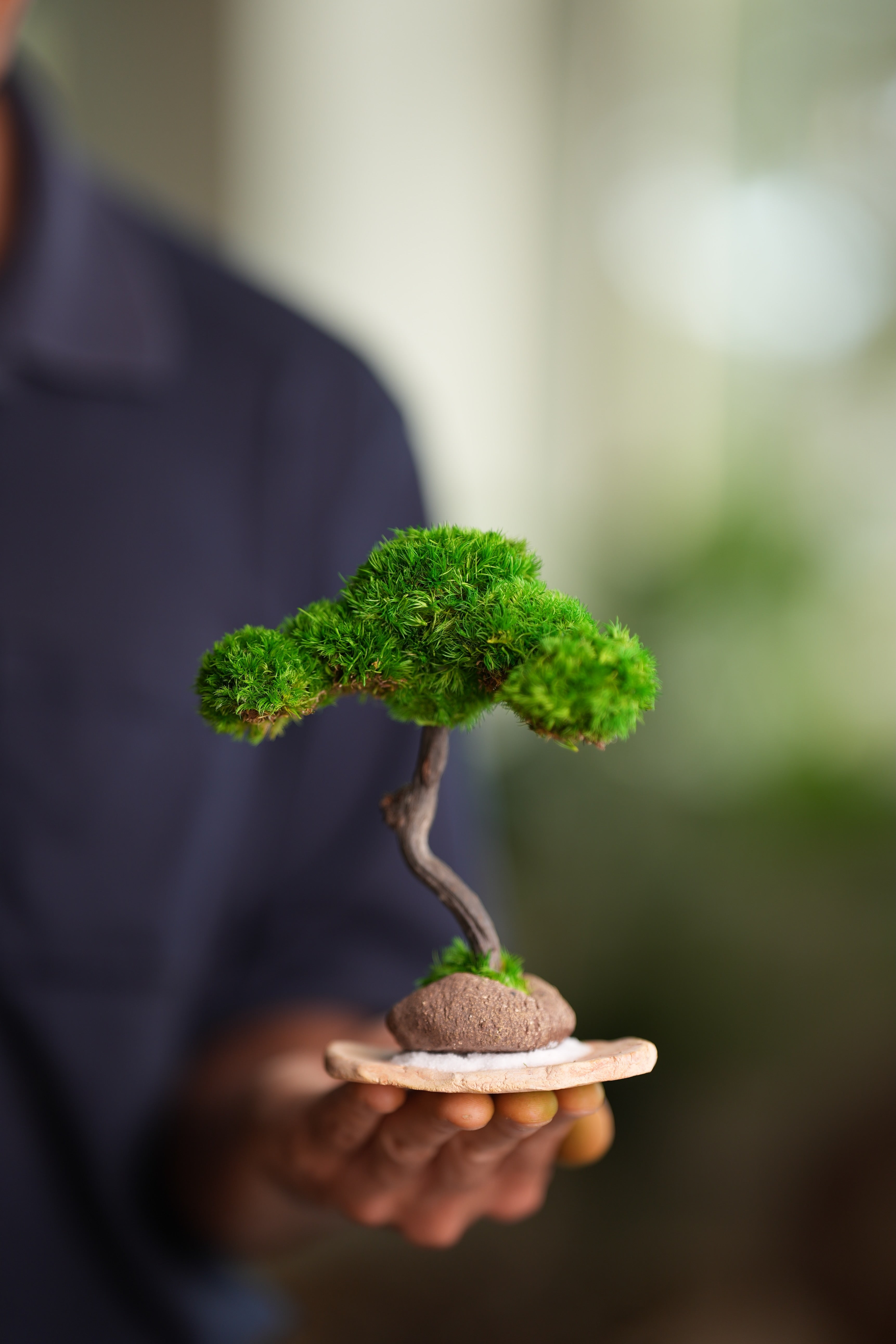 A Small Tree in the East - Classics (Preserved Plants)