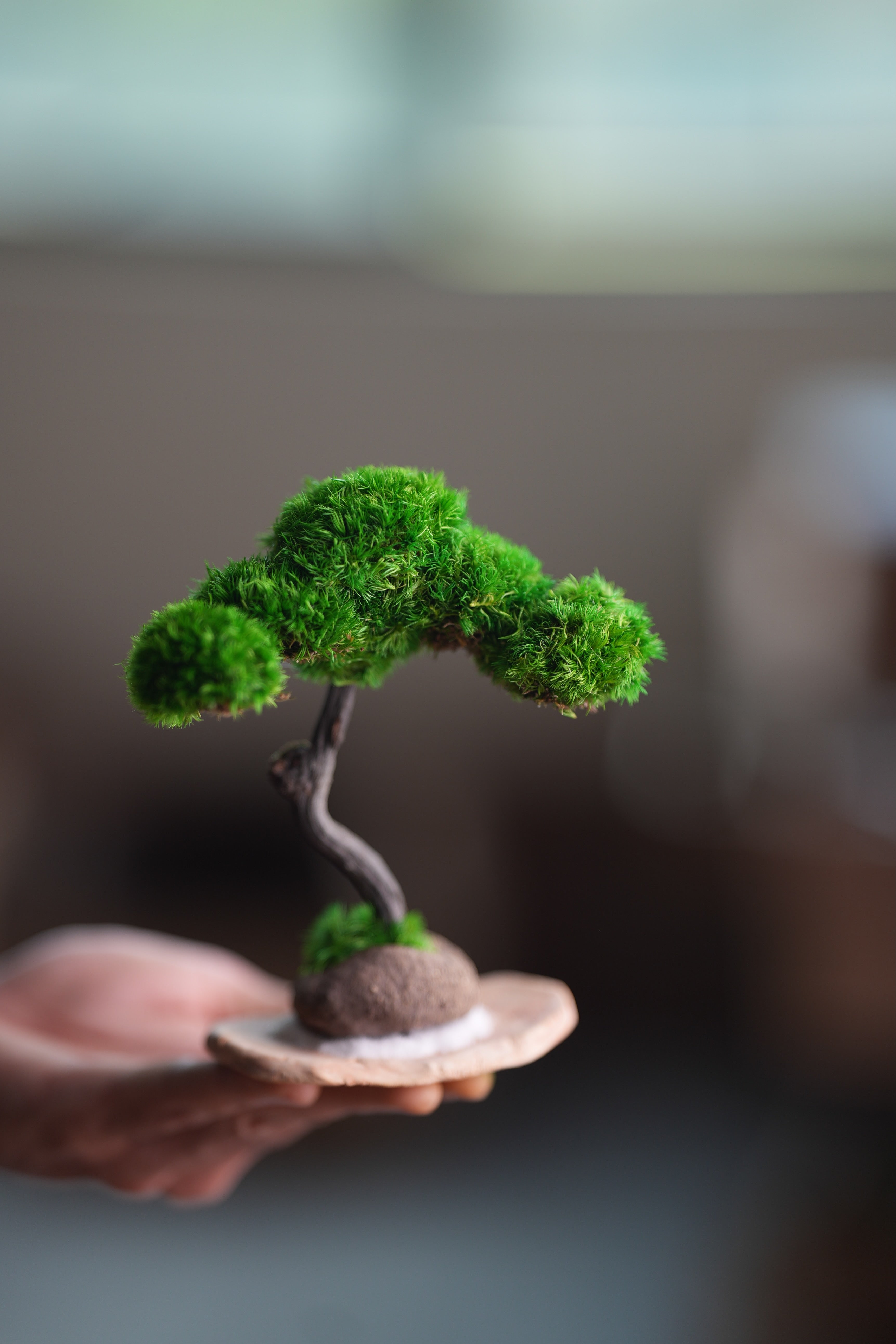 A Small Tree in the East - Classics (Preserved Plants)