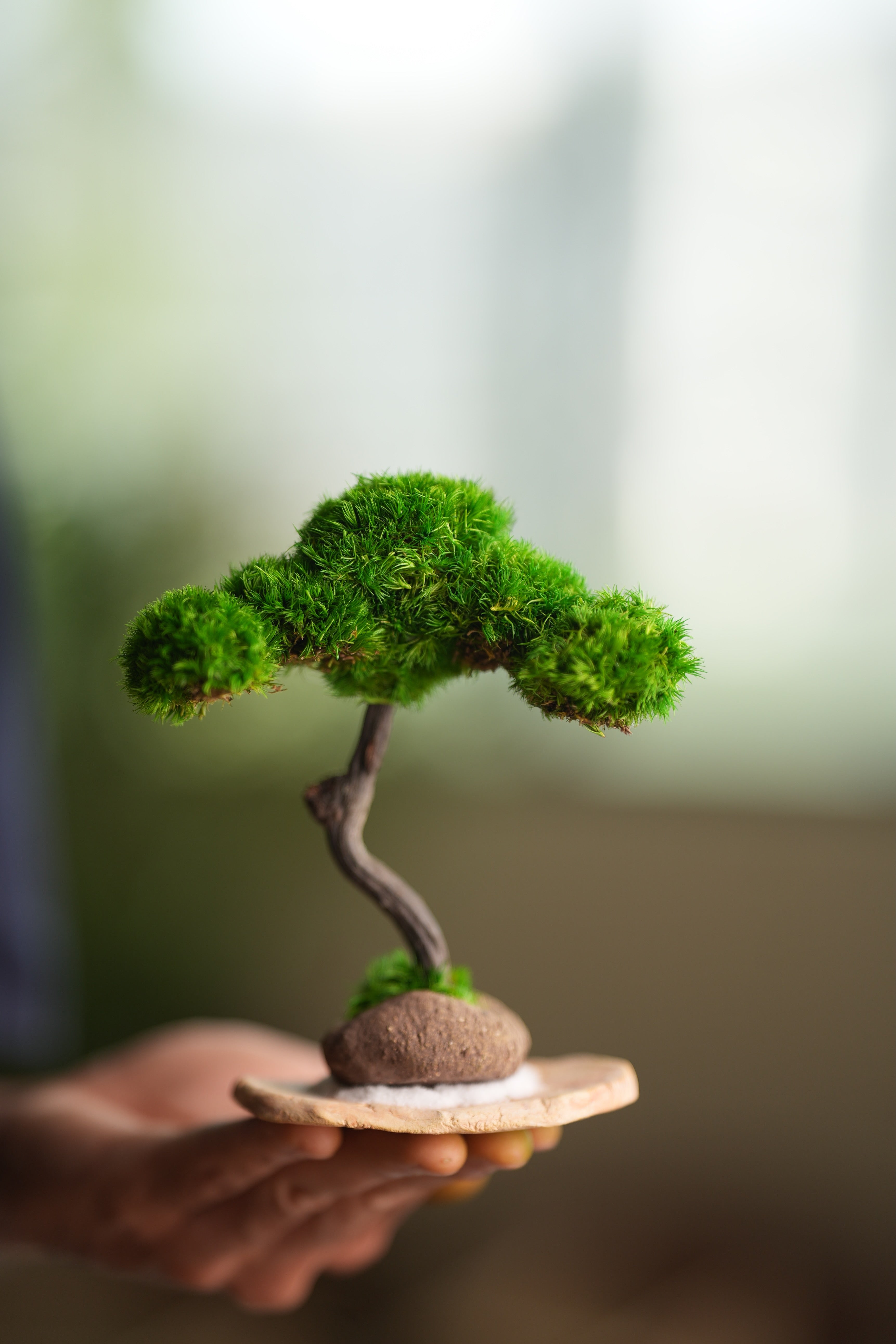 A Small Tree in the East - Classics (Preserved Plants)