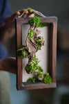 Blackwood - Wall Hanging edition (Preserved Plants)