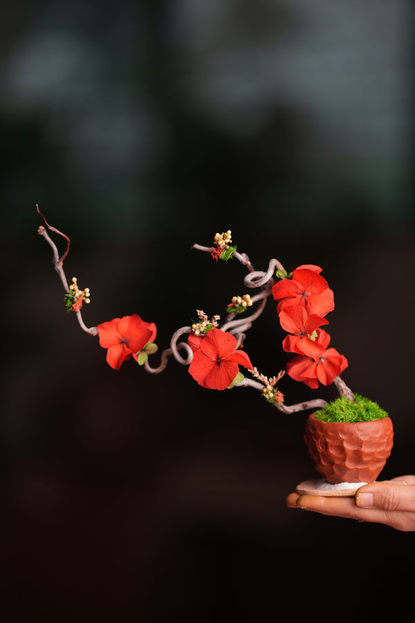 Children of Forest - Cotton Cloud (Preserved Plants)