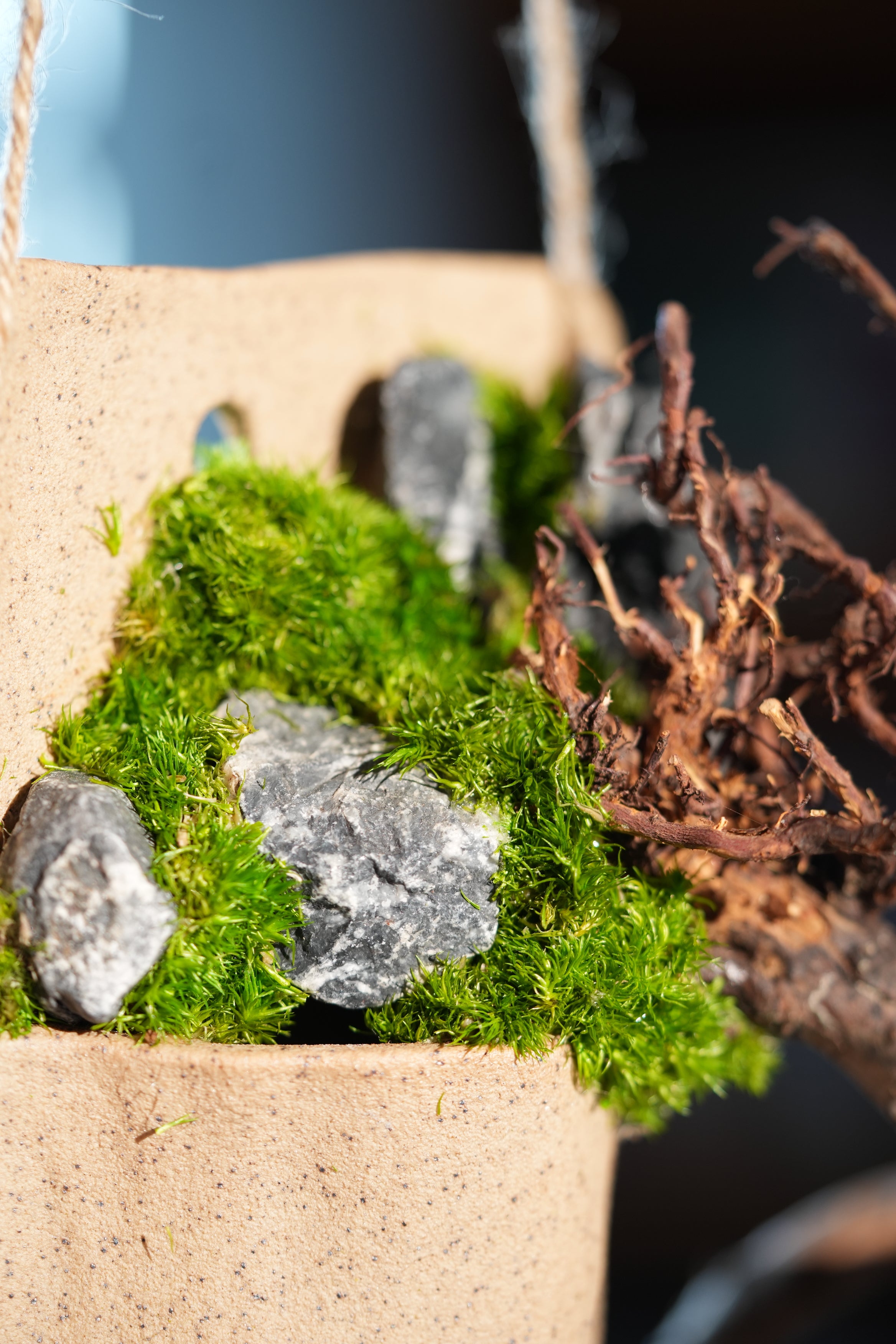 Juniper by the Winding Path - Wall Hanging edition (Preserved Plants)