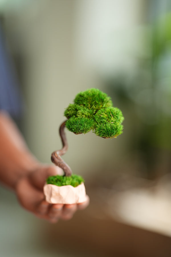 A Small Tree in the East - Classics (Preserved Plants)