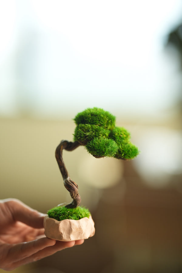 A Small Tree in the East - Classics (Preserved Plants)