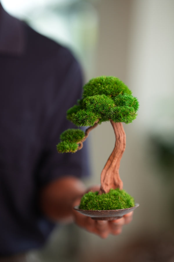 Greenwood - Freshman (Preserved Plants)