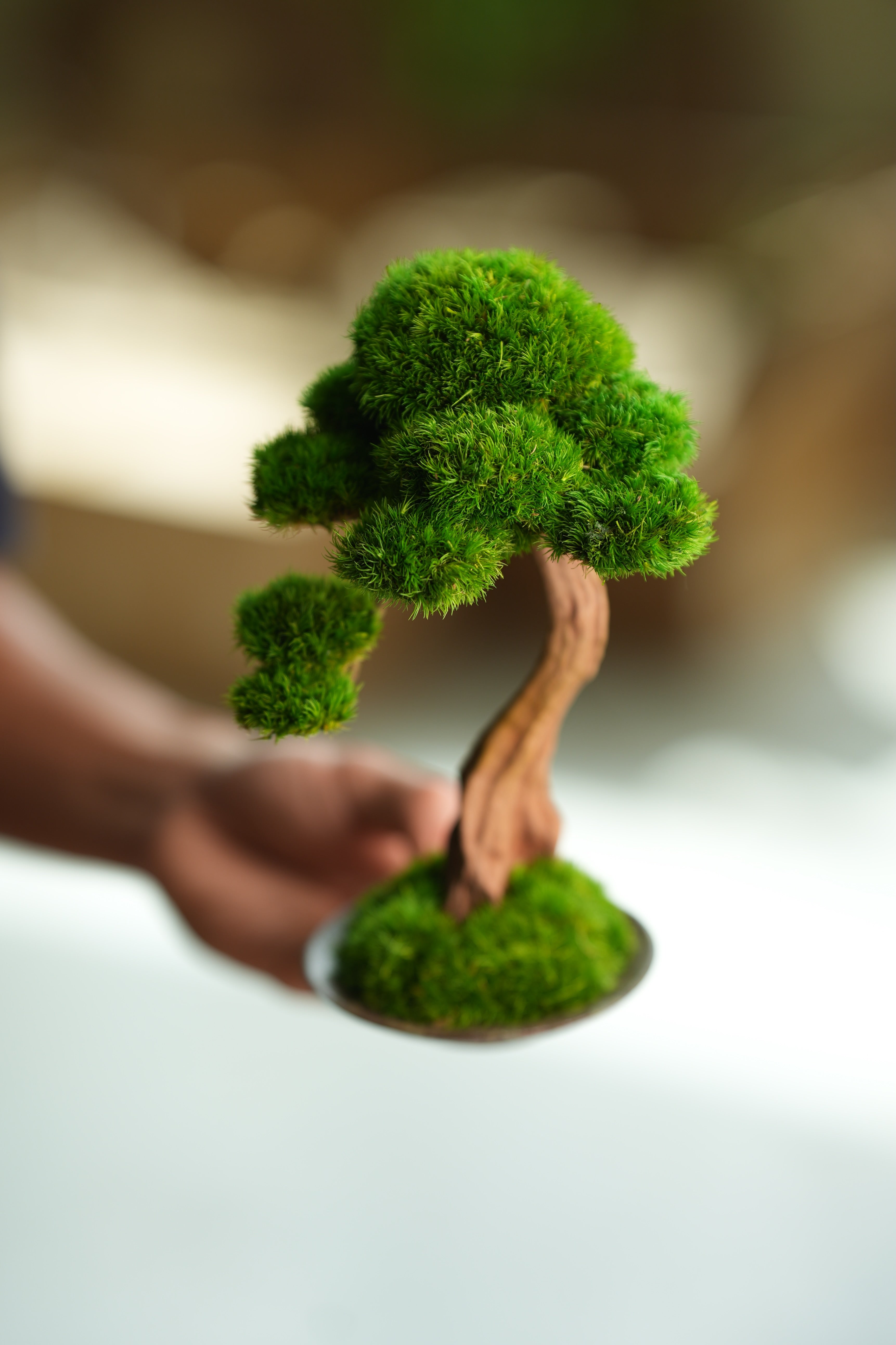 Greenwood - Freshman (Preserved Plants)