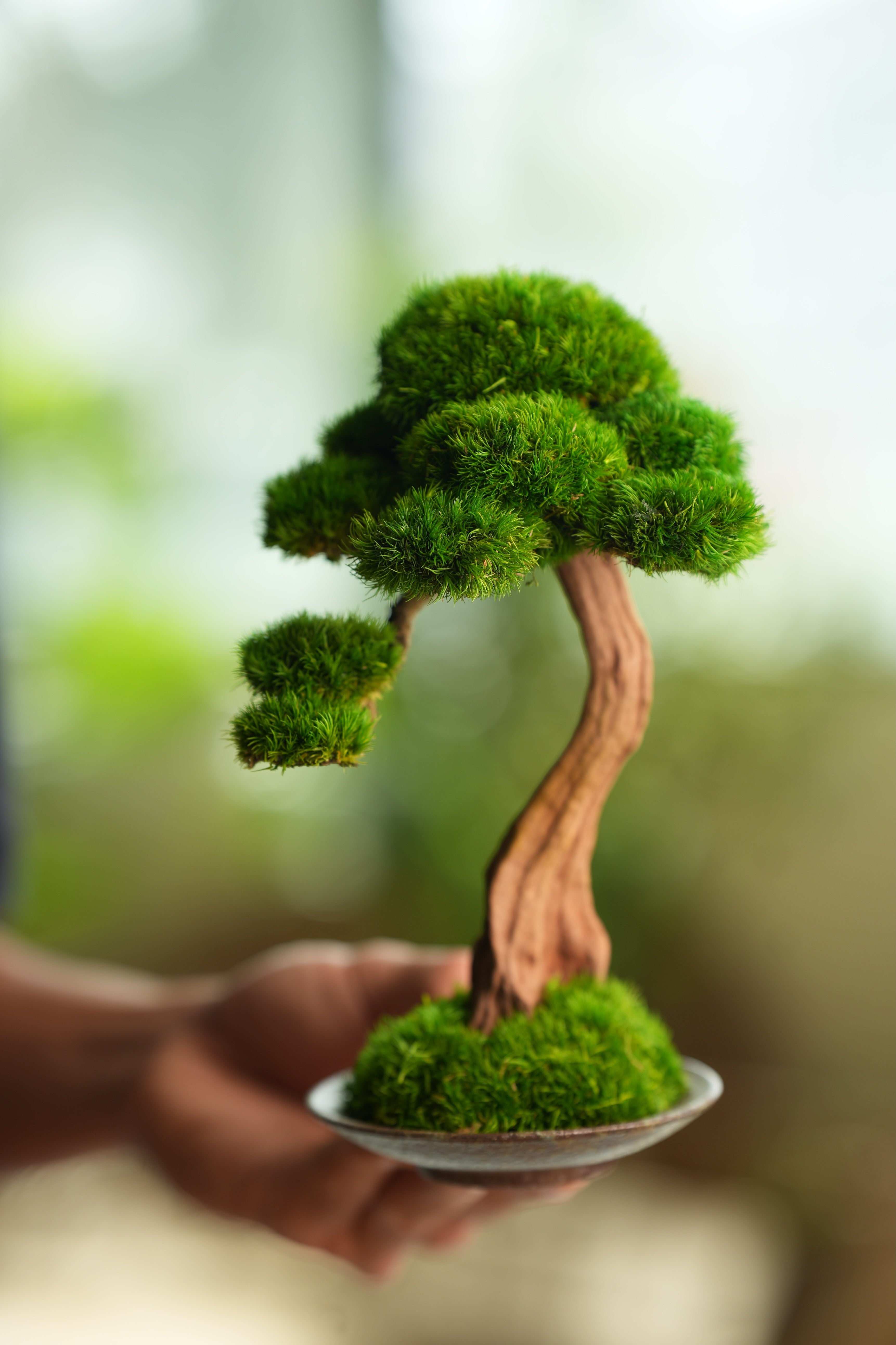 Greenwood - Freshman (Preserved Plants)