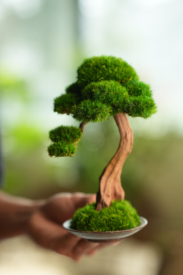 Greenwood - Freshman (Preserved Plants)