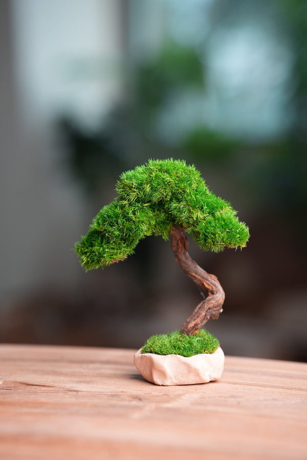 Light in the Garden - Rosewood (Preserved Plants)