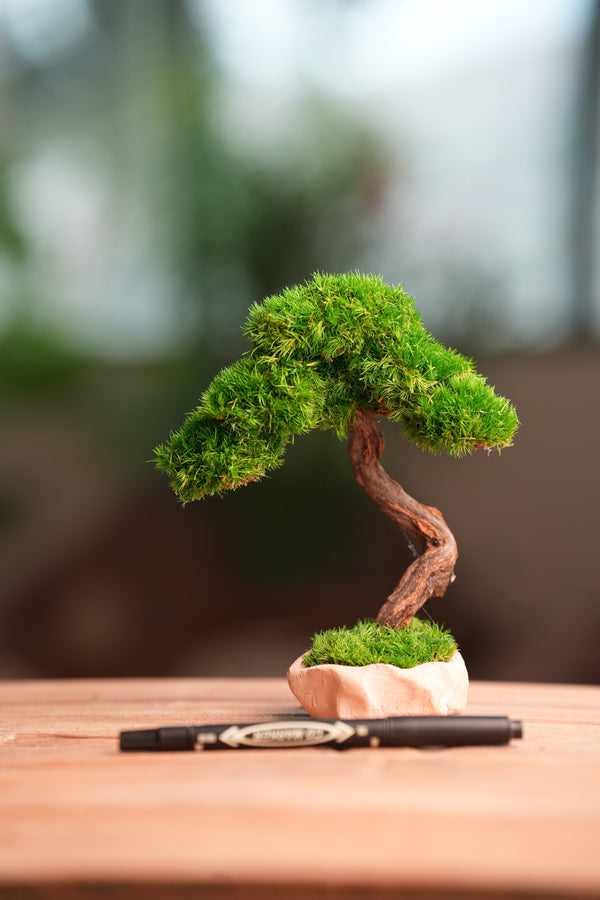 Light in the Garden - Rosewood (Preserved Plants)