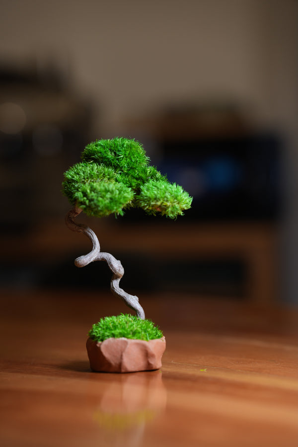 A Small Tree in the East - Classics