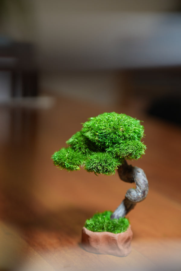 A Small Tree in the East - Classics