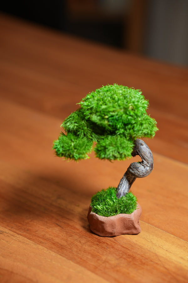 A Small Tree in the East - Classics