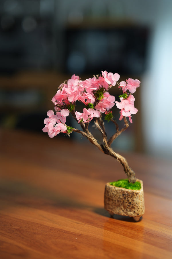 Slow Wood - The Journey - Cherry Blossom