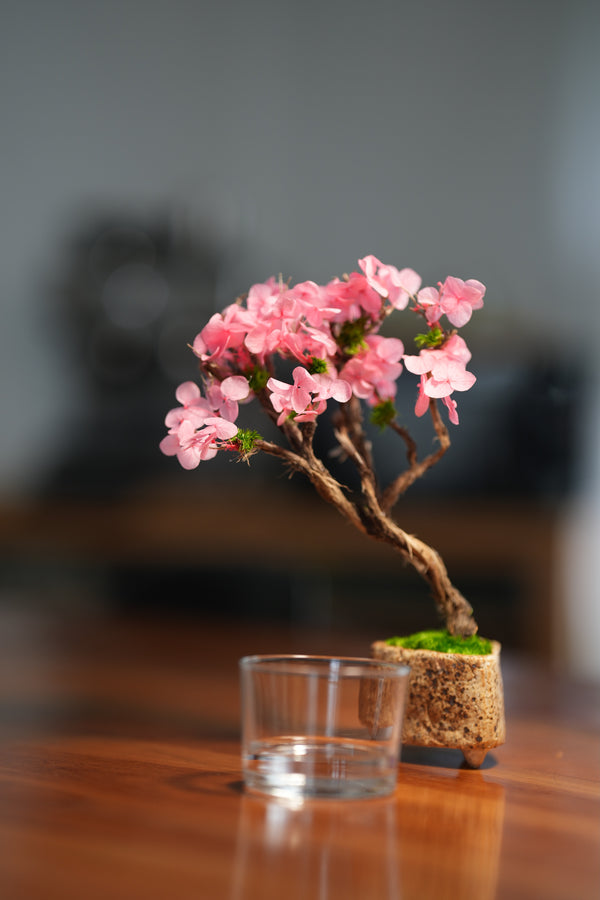 Slow Wood - The Journey - Cherry Blossom