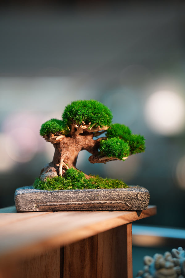 Slow Wood - Young - Anchor