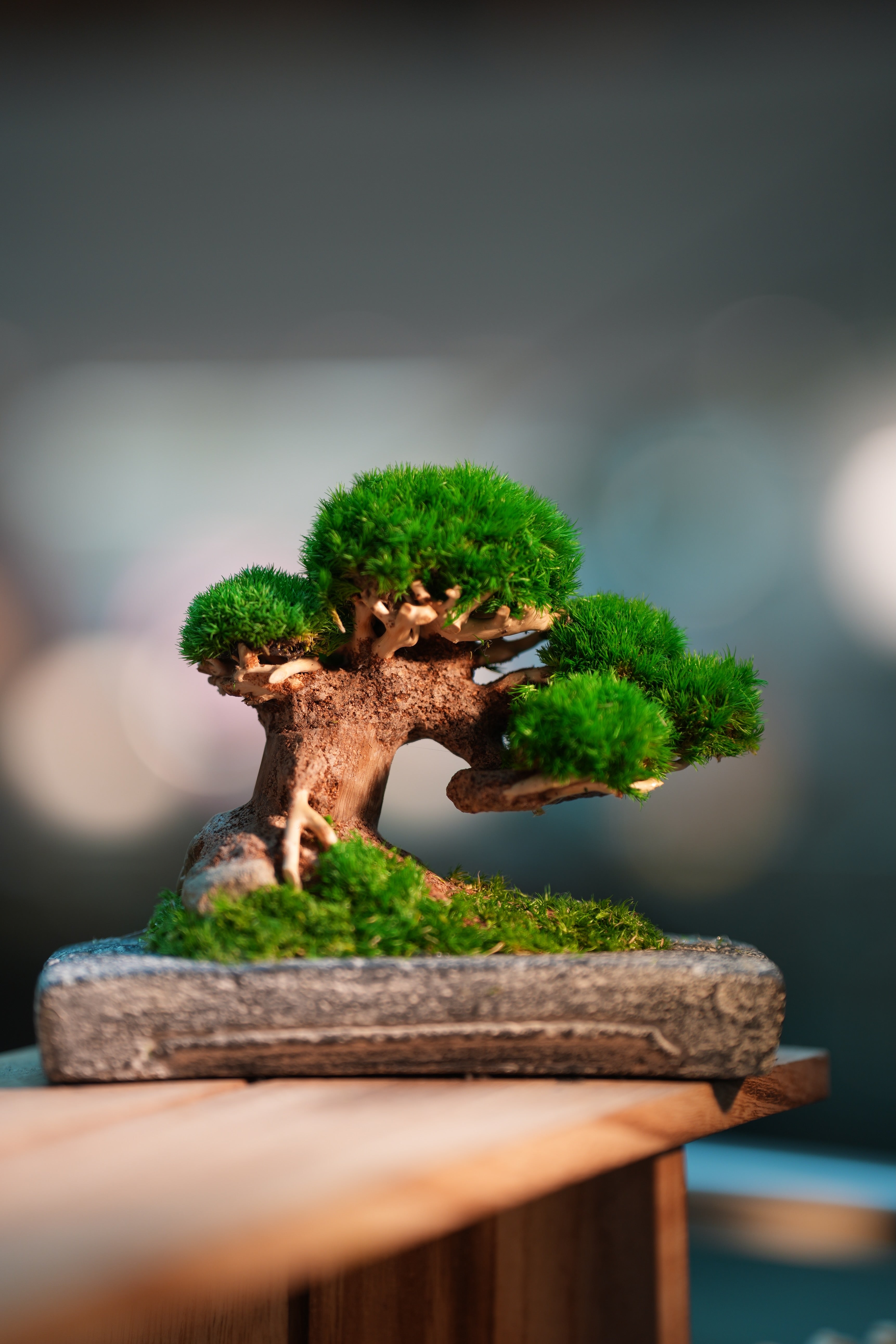 Slow Wood - Young - Anchor