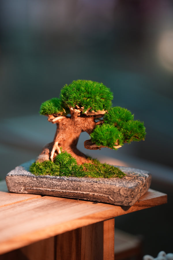 Slow Wood - Young - Anchor