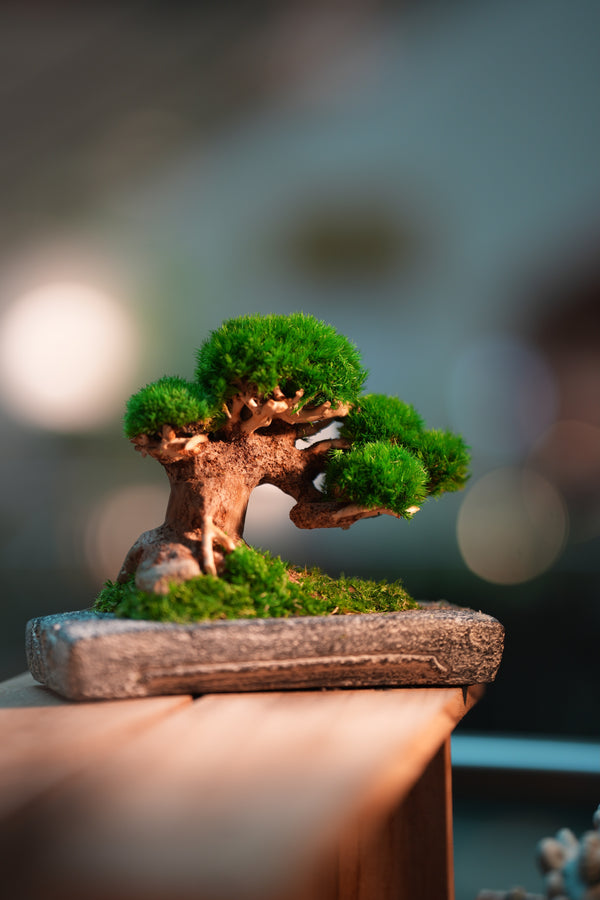 Slow Wood - Young - Anchor