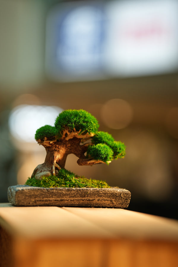 Slow Wood - Young - Anchor