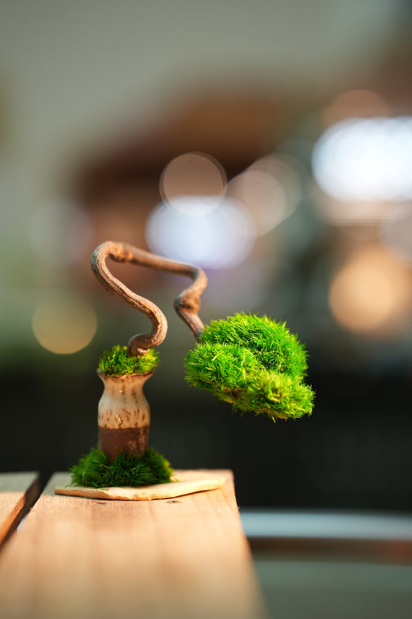 A Small Tree in the East - Classics