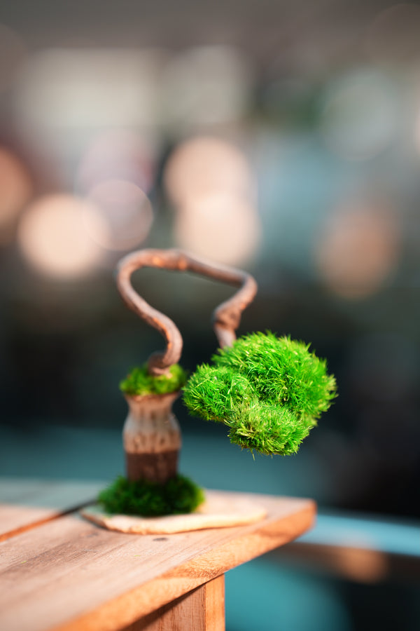 A Small Tree in the East - Classics