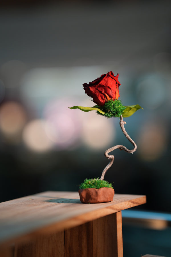 Children of the Forest - Jupiter