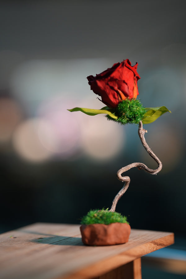 Children of the Forest - Jupiter