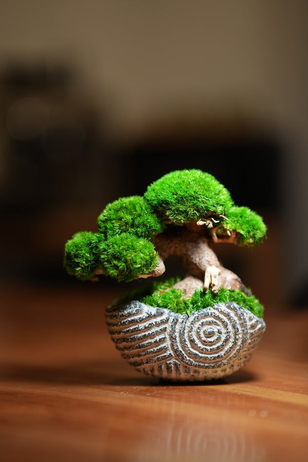 Slow Wood - Young - Spiral