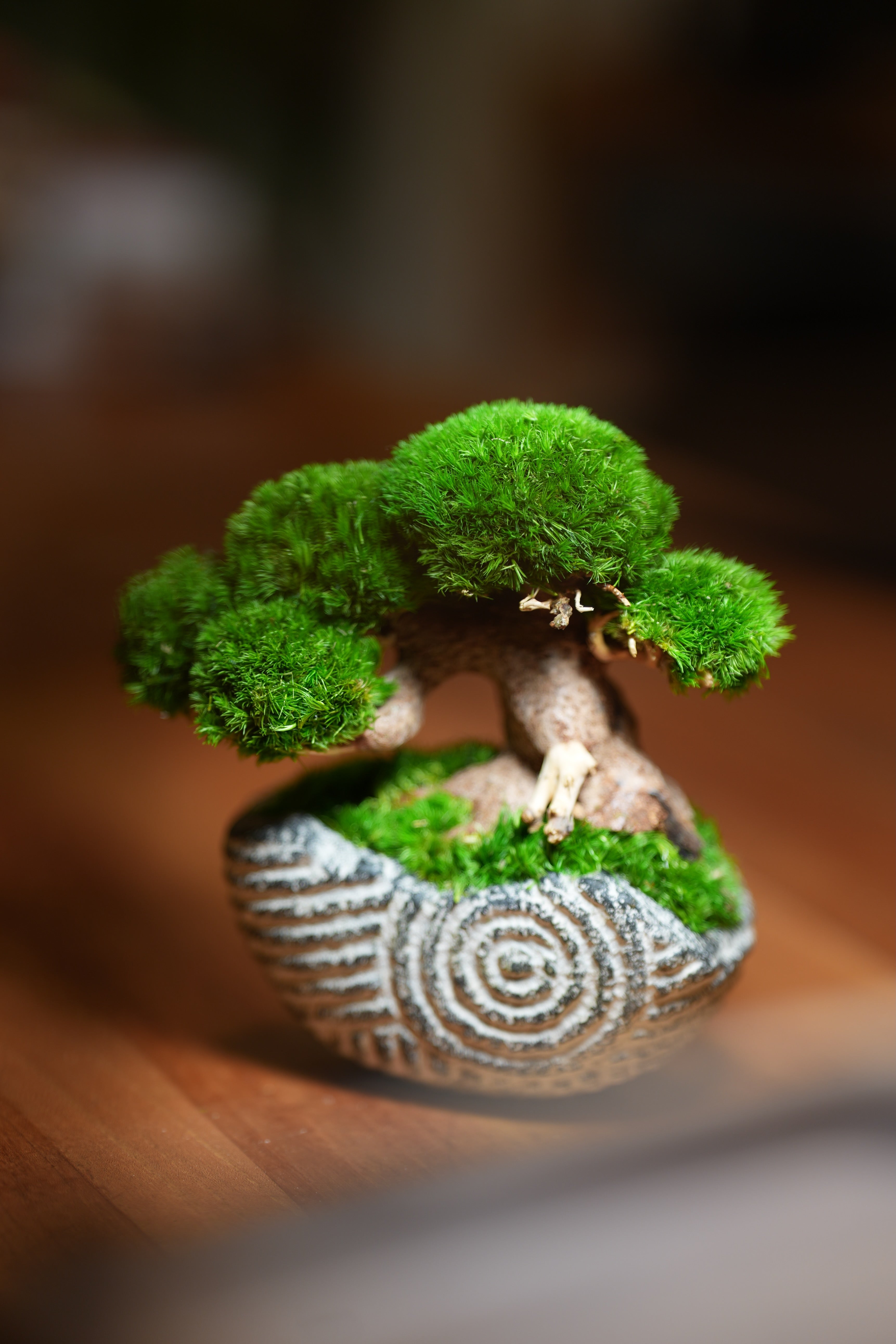 Slow Wood - Young - Spiral