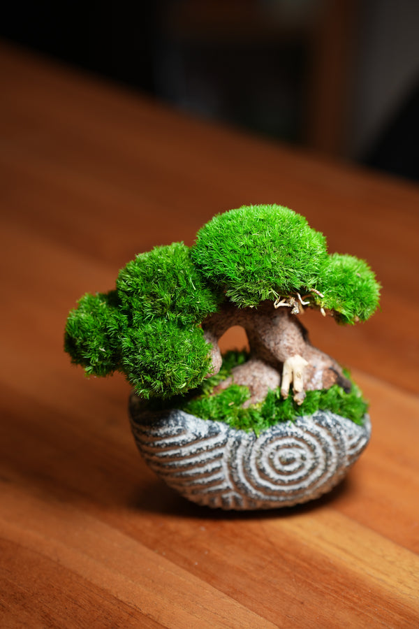 Slow Wood - Young - Spiral