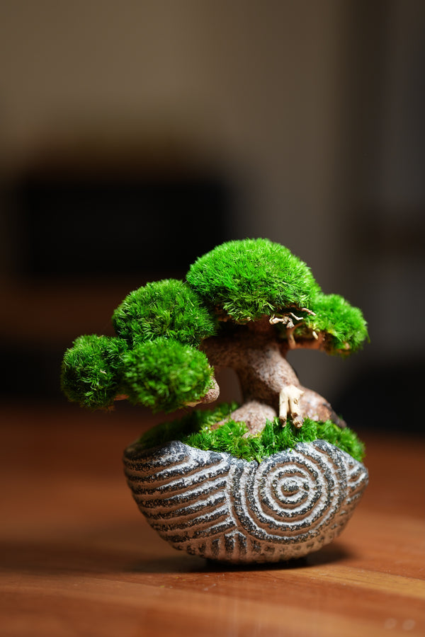 Slow Wood - Young - Spiral