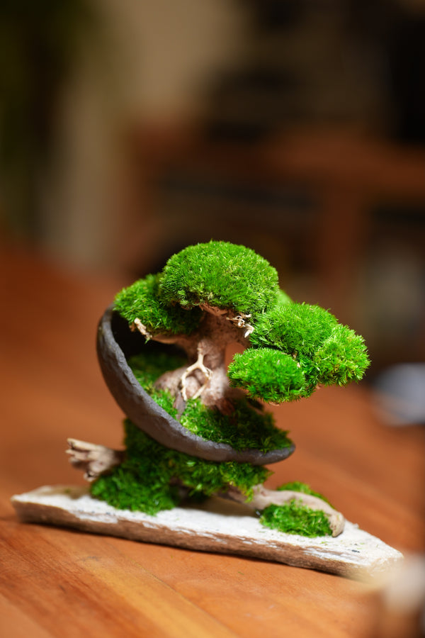 Slow Wood - Young - Crescent - Driftwood