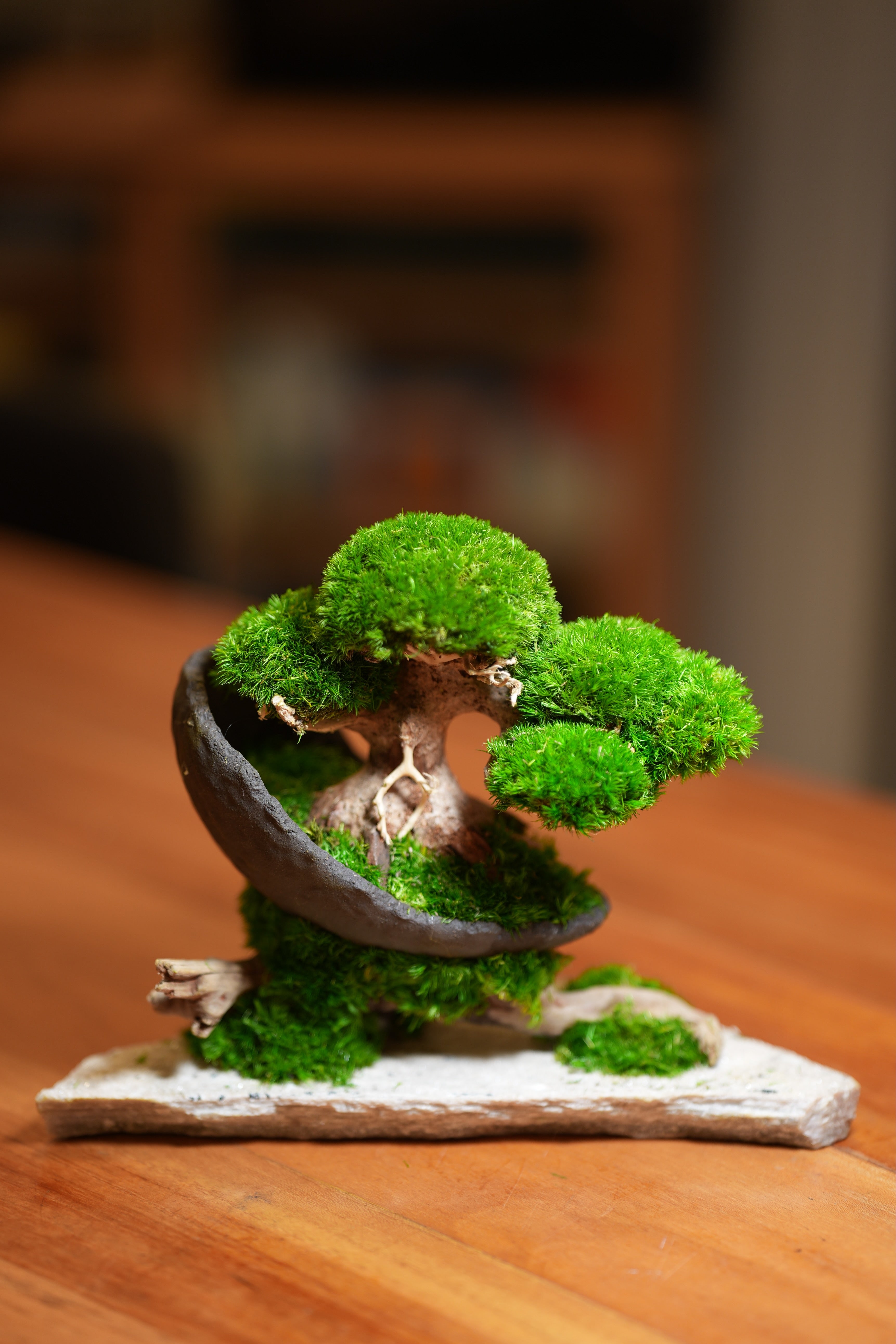 Slow Wood - Young - Crescent - Driftwood