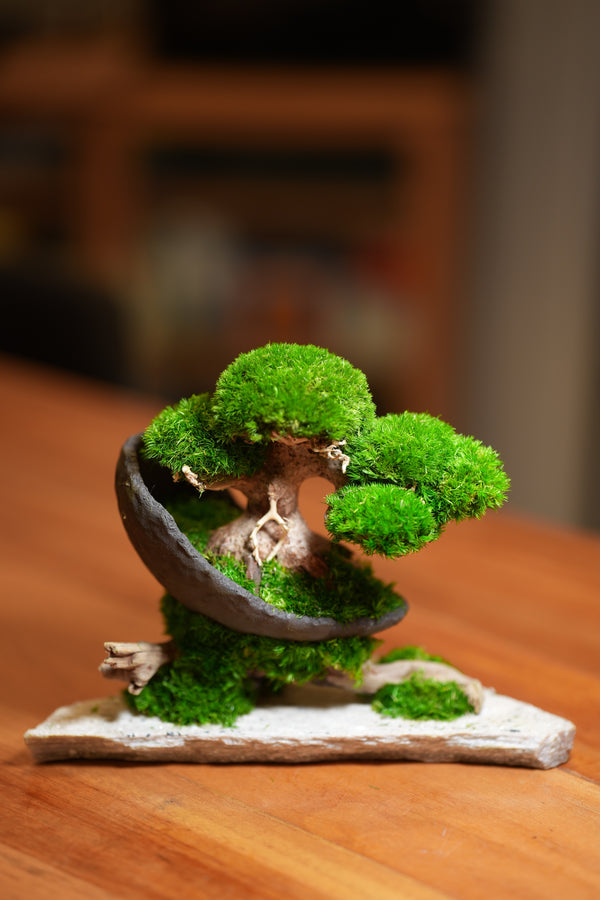 Slow Wood - Young - Crescent - Driftwood