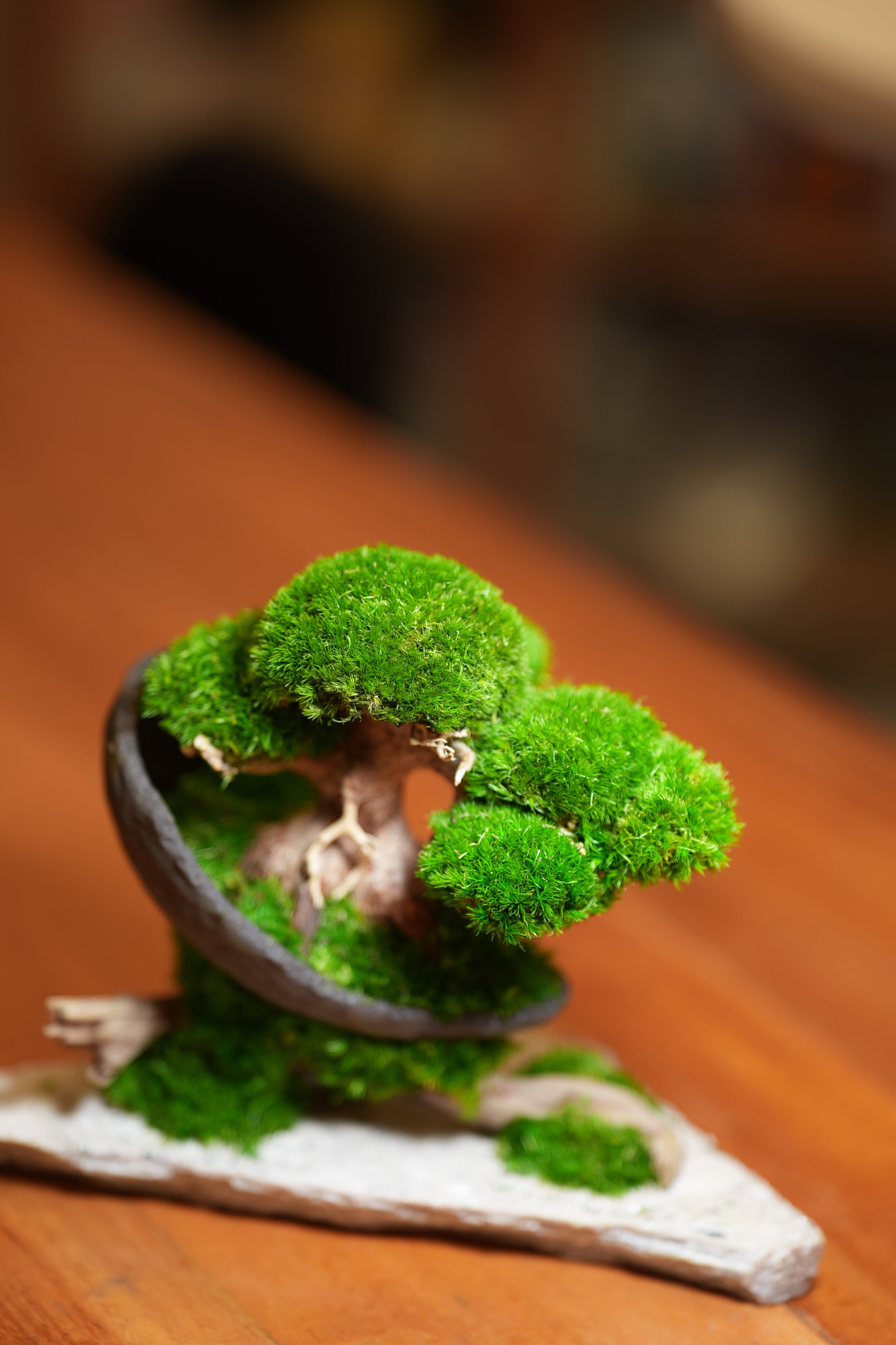 Slow Wood - Young - Crescent - Driftwood